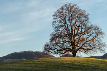 Obraz premium Friedenslinde bei Gönningen im Seitenlicht mit Rossbergturm im Hintergrund