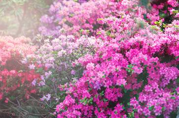 Fototapeta premium colorful blossoming azalea bushes under sunlights. spring, nature background