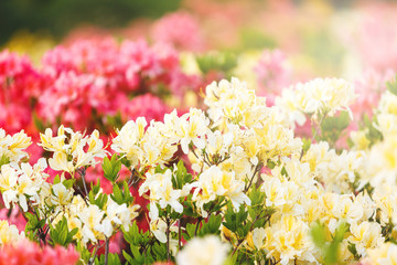 Colorful yellow azalea flowers in garden. Blooming bushes of bright azalea at spring sunlight. Nature, spring flowers background