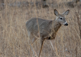 White-tailed deer