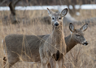 deer in the forest