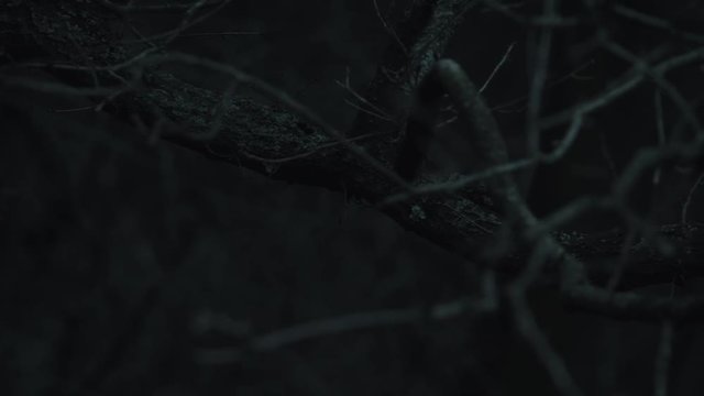 dark forest giving a feeling of thrill