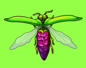 Emerald Ash Borer with wings outstretched