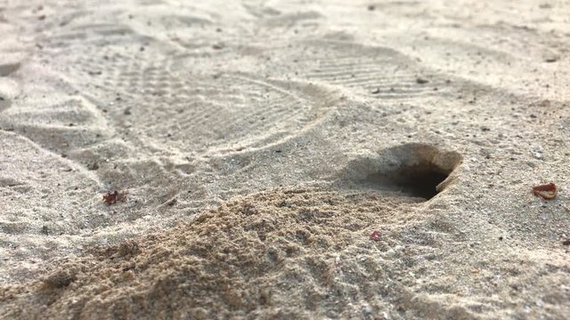 Close Up Great Black Wasp Digging a Burrow in Sand.