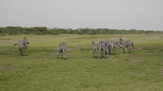Herd of zebras with calfs grazing, eating grass, Serengeti National Park, Tanzania.