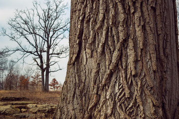 close-up of large tree trunks and small trees in the distance
