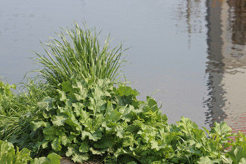 냇가에 갓나물과 풀