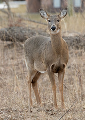 deer in the forest