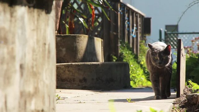 Gray colored Russian Blue breed cat walking towards the camera casually. Lighting was provided naturally just before sunset as planned. Mildly color graded, lots of headroom for custom use.