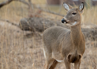 deer in the forest