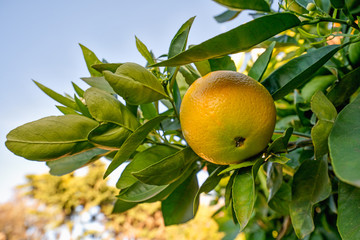 Orange tree branch with fruits. Blue sky in background