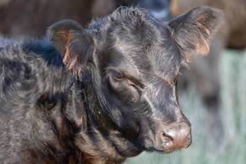 Calf portrait