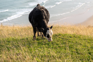 Cow grazing on the edge of a cliff