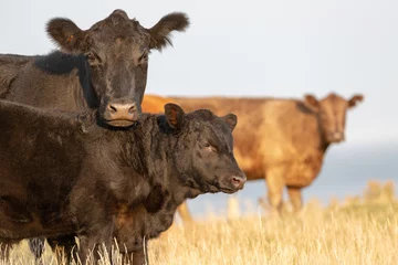 Fotobehang Mother cow and her calf © Karen