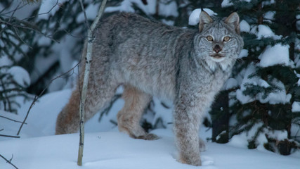 Naklejka premium lynx in the snow