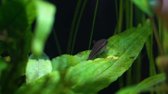 Corydoras pygmaeus in the aquarium
