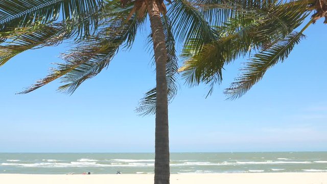 Windy Beach View with Strong Waves and Palm Tree in Front
