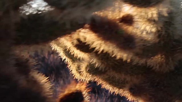 Cholla cactus close up in Scottsdale Arizona