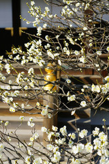 White flower blooms of the Japanese ume apricot tree, prunus mume, in winter in Japan