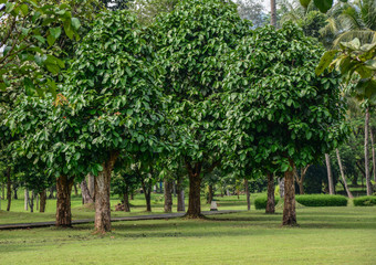 Tropical plantation on Java Island, Indonesia