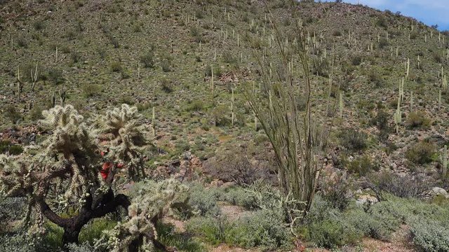 A wide shot of a man walking in the Arizona desert looking at cacti.  	