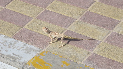 toad headed agama on sidewalk
