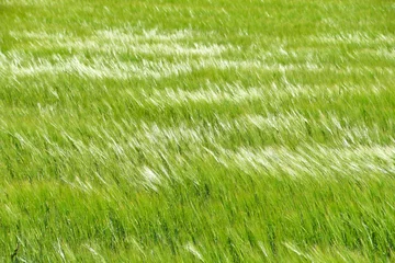 green grass blowing in wind