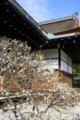 White flower blooms of the Japanese ume apricot tree, prunus mume, in winter in Japan
