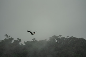 Pelican flying in the rain in Queensland Australia