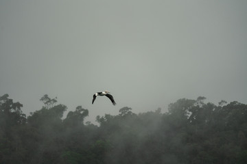 Pelican flying in the rain in Queensland Australia