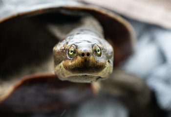 Portrait of a snapping Turtle in Queensland Australia