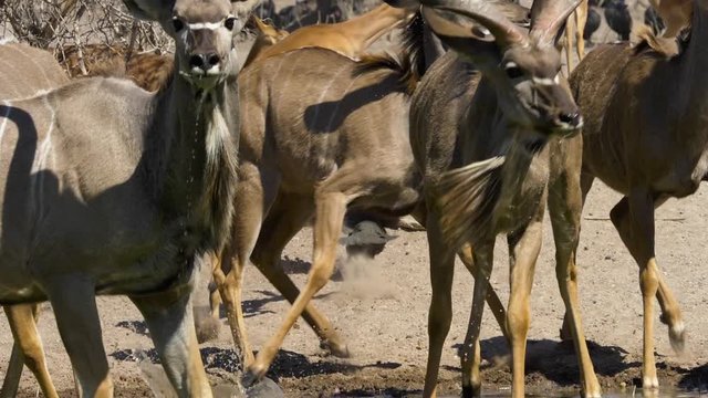 A herd of kudu drinking from a water hole are startled and start to run away in slow motion, scattering guineafowl and stirring dust.