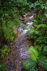 Mossman gorge in Queensland, Australia