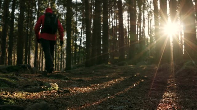 Hiker walking in a beautiful forest at sunrise.