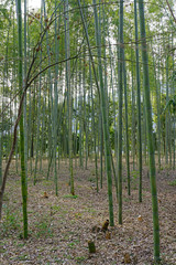 Fototapeta na wymiar A bamboo forest in Arashiyama in Kyoto, Japan