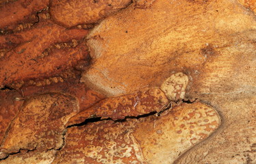 Tree Bark (inside)