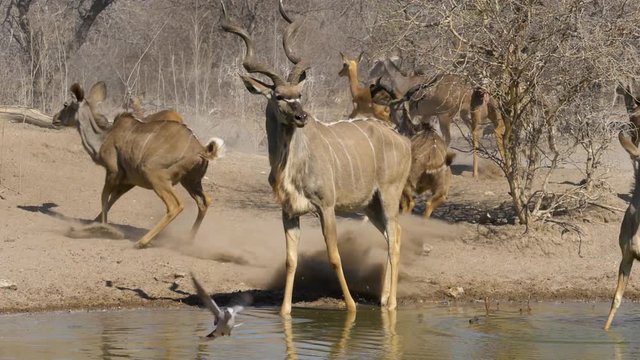A startled herd of kudu run away from a waterhole in slow motion, leaving dust behind.