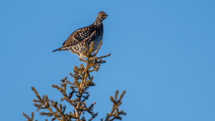 grouse in tree