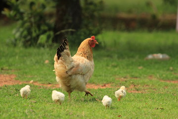 Spring at a farm - mother hen with her fluffy chickens