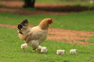 Spring at a farm - a hen with her chickens