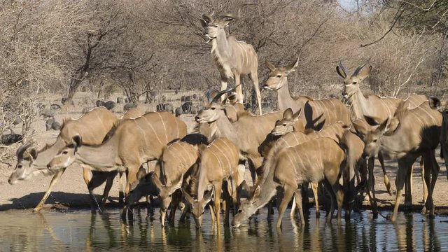 A herd of kudu are drinking from a pool of water when they are startled by a noise and raise their heads in sync