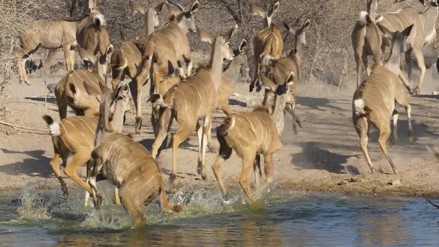 A herd of kudu drinking from a watering hole are startled and run away, leaving behind a cloud of dust.