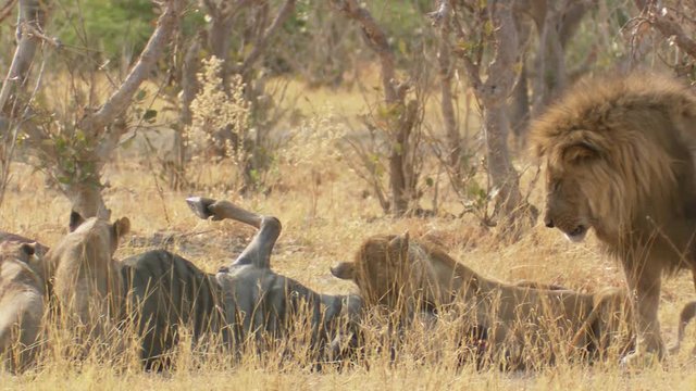 A mother lion holds down a live impala for her cubs to eat as the male lion stands guard and chases off other lions