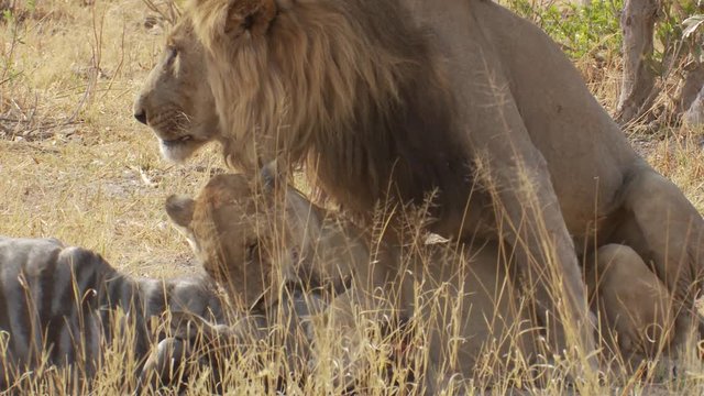 Lions mating as the lioness bites down on the throat of an impala to kill it after a sucessful hunt