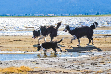 the dogs at lake playing