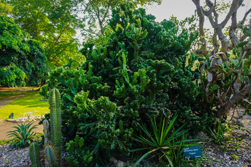 agave potatorum cactus tree with big and tall size in indonesia