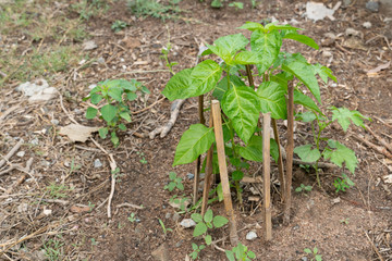 Seedling of Chili tree on the soil with wall for protect.