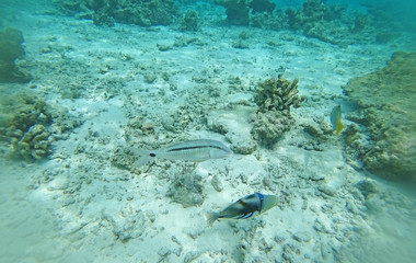 Fototapeta premium Underwater world Indian Ocean fishes and corals