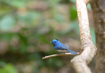 Black-naped Monarch, Beautiful bird in Thailand.