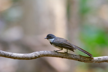 Fantail Flycatchers, Beautiful bird in Thailand